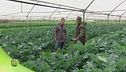 Verdure mediterranee