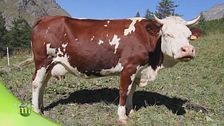 L'allevamento bovino in montagna