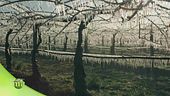 Meleti d'inverno
