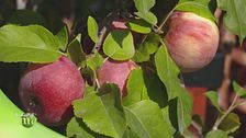La cura di un frutteto