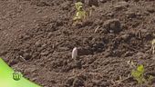 Le proprietà nutrizionali degli asparagi