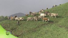 Giovani allevatori