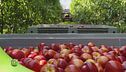 Nel cuore della frutta