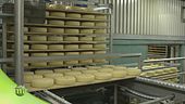 La produzione del formaggio Piave