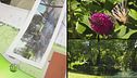 Come si progetta un giardino
