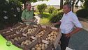 Diverse varietà di patate
