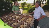 Diverse varietà di patate