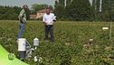 Un campo sperimentale di patate