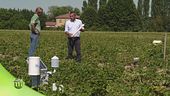 Un campo sperimentale di patate