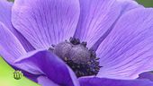 Fiori italiani