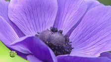 Fiori italiani