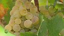 Il percorso dell'uva