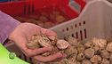 La varietà di pesce per condire la pasta