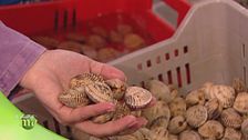 La varietà di pesce per condire la pasta