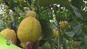 Il limone di Sorrento Igp