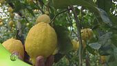 Il limone di Sorrento Igp
