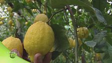 Il limone di Sorrento Igp