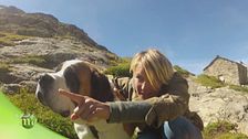 Cani San Bernando