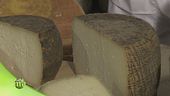 Il pecorino sardo