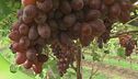 L'uva Apirene
