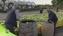 La lavorazione del cedro