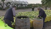 La lavorazione del cedro