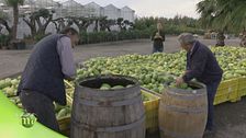 La lavorazione del cedro