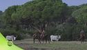 Maremma