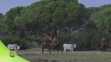 Maremma
