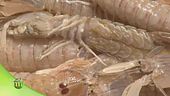Una pesca del tutto sostenibile