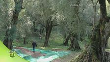 Ulivi ciclopici