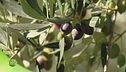 In frantoio dove nasce l'olio