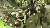 In frantoio dove nasce l'olio