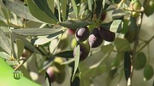 In frantoio dove nasce l'olio