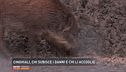 Cinghiali, chi subisce i danni e chi li accoglie