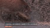 Cinghiali, chi subisce i danni e chi li accoglie