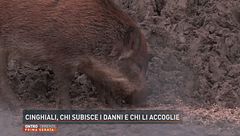 Cinghiali, chi subisce i danni e chi li accoglie