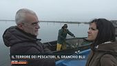 Il terrore dei pescatori, il granchio blu
