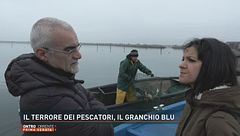 Il terrore dei pescatori, il granchio blu