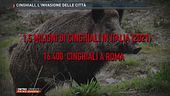 Cinghiali, l'invasione delle città