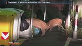 Cinghiali, l'assedio ai luoghi del turismo