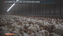 Le fabbriche-prigioni che producono carne