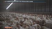 Le fabbriche-prigioni che producono carne
