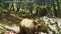 L'attacco dell'orso, la ricostruzione