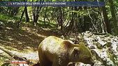 L'attacco dell'orso, la ricostruzione