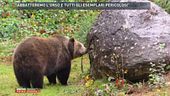 "Abbatteremo l'orso e tutti gli esemplari pericolosi"