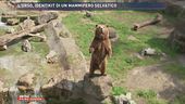 L'orso, identikit di un mammifero selvatico