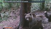 Alla ricerca degli orsi da catturare