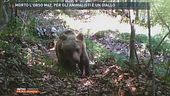 Morto l'orso M62, per gli animalisti è un giallo