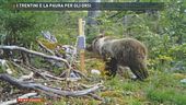 I trentini e la paura per gli orsi